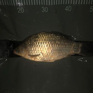 Crucian Carp