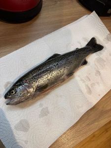 Rainbow Trout
