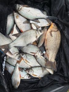 White bream