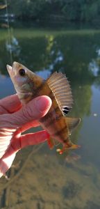 European Perch