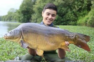 Common Carp