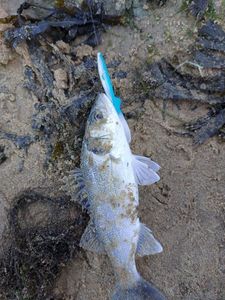 European Bass (Seabass)