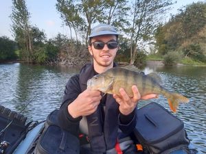 European Perch