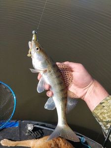 Zander