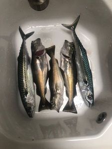Mackerel