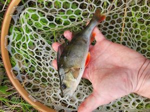 European Perch