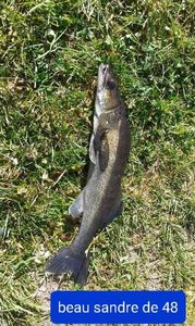 Zander