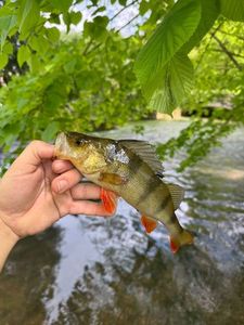 European Perch