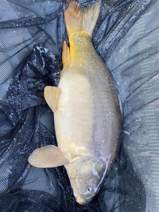 Mirror Carp