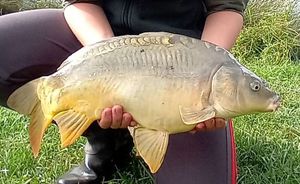 Mirror Carp