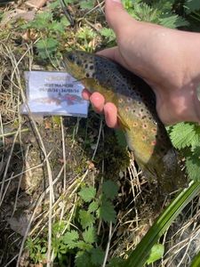Brown Trout