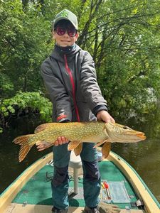 Northern Pike
