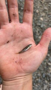 Common Minnow