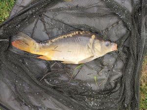 Mirror Carp