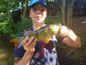 European Perch
