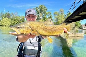 Brown Trout