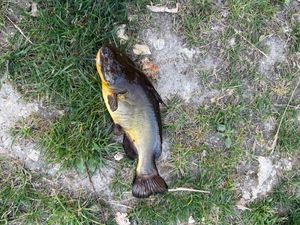 Black Bullhead