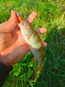 European Perch