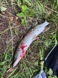 Northern Pike