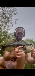 Largemouth Bass