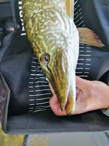 Northern Pike