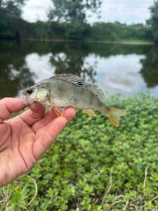 European Perch