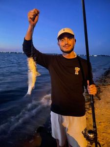 European Bass (Seabass)