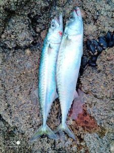 Mackerel