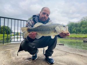 Largemouth Bass