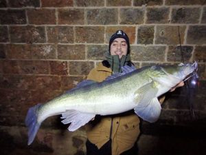 Zander