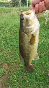 Smallmouth Bass