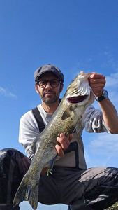 European Bass (Seabass)