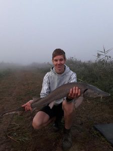 Siberian Sturgeon