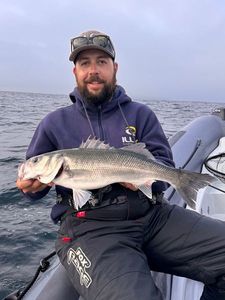 European Bass (Seabass)