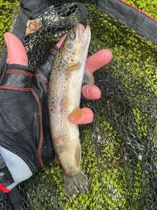 Brown Trout