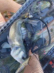 European Bass (Seabass)