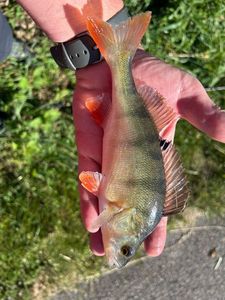 European Perch
