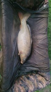 Common Carp