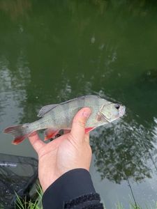European Perch