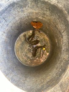 Black Bullhead