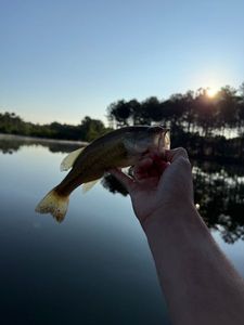 Smallmouth Bass