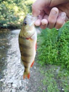 European Perch
