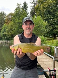 Tench