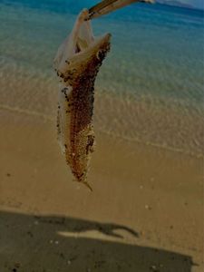 Inshore Lizardfish