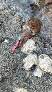 Common Cuttlefish