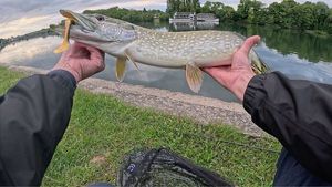 Northern Pike