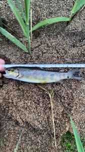 Brook Trout