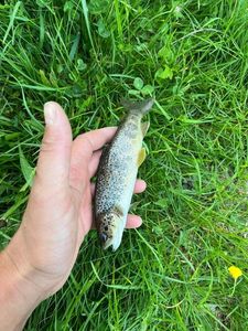 Brown Trout