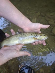 Brown Trout