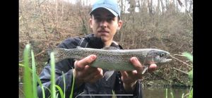 Rainbow Trout